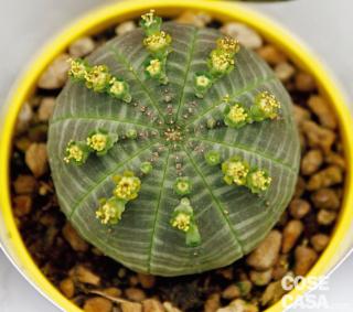 Euforbia della varietà obesa, appartenente al novero delle piante grasse.