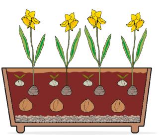 lasagna-narcisi lasagna-narcisi