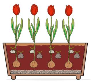 lasagna-tulipani lasagna-tulipani