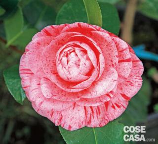 Camelia-japonica Camelia-japonica