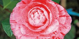 Camellia japonica ‘Bella Romana’