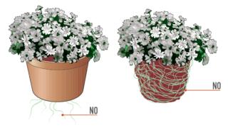 iberis-radici-fuori-dal-vaso