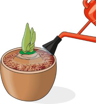 innaffiare-hippeastrum innaffiare-hippeastrum