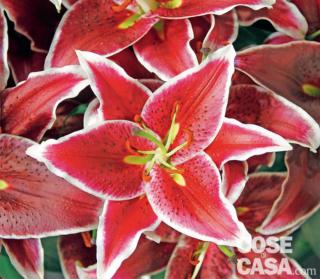 lilium-deep lilium-deep