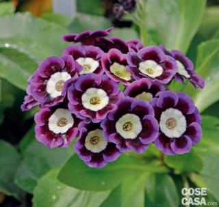 primula auricola adrian con fiori bicolori e gola chiara primula auricola adrian con fiori bicolori e gola chiara