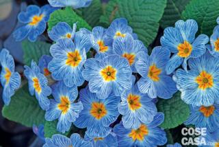 primula blue zebra primula blue zebra