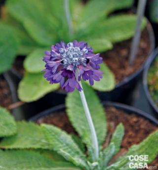 Primula capitata Mooreana con fiori blu violetto tardivi Primula capitata Mooreana con fiori blu violetto tardivi