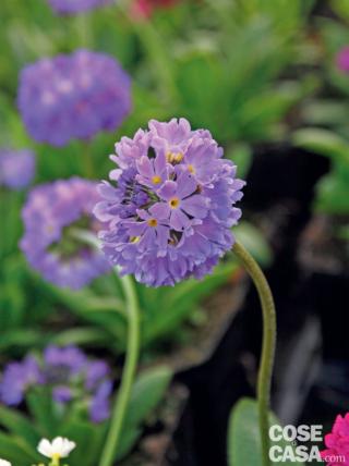 primula denticulata blue a fiore viola primula denticulata blue a fiore viola