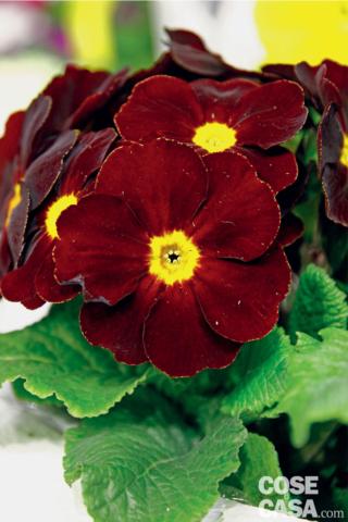 primula perola color rosso cupo primula perola color rosso cupo