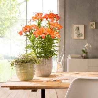 Il portavaso Scheurich 866 della serie Corteza in vendita da OBI è realizzato in ceramica con maestria artigianale, decorato con intagli ispirati alla trama dei tessuti che conferiscono una personalità distintiva all’oggetto. Progettato per gli ambienti interni è disponibile in diverse misure. Misura Ø 14 x H 12,2 cm. Prezzo 7,50 euro www.obi-italia.it Il portavaso Scheurich 866 della serie Corteza in vendita da OBI è realizzato in ceramica con maestria artigianale, decorato con intagli ispirati alla trama dei tessuti che conferiscono una personalità distintiva all’oggetto. Progettato per gli ambienti interni è disponibile in diverse misure. Misura Ø 14 x H 12,2 cm. Prezzo 7,50 euro www.obi-italia.it