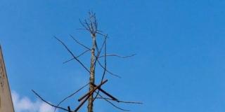 Il maxi abete di Giuseppe Penone Il maxi abete di Giuseppe Penone
