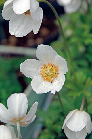 Anemone sylvestris Anemone sylvestris
