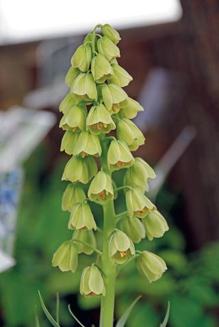 fritillaria persica alba fritillaria persica alba
