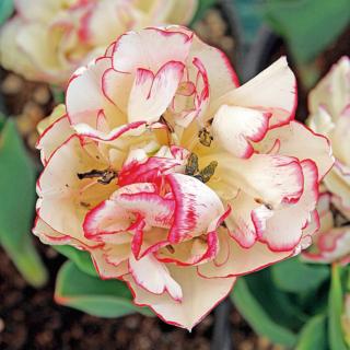 Tulipa Belicia Tulipa Belicia