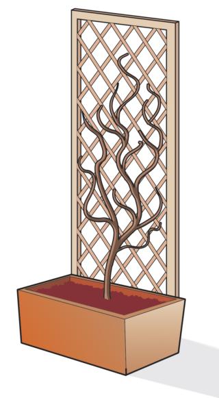 hydrangea rampicante hydrangea rampicante