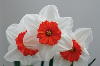 narcissus professor einstein narcissus professor einstein