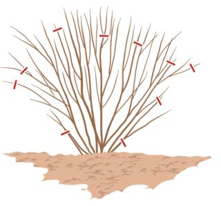 potare-abelia potare-abelia