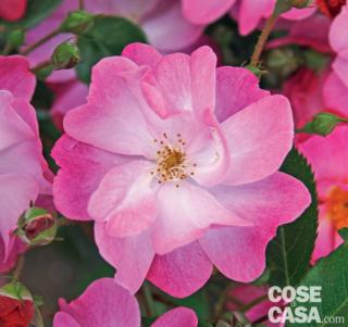 Rosa "Lavender Dreams". Rosa "Lavender Dreams".