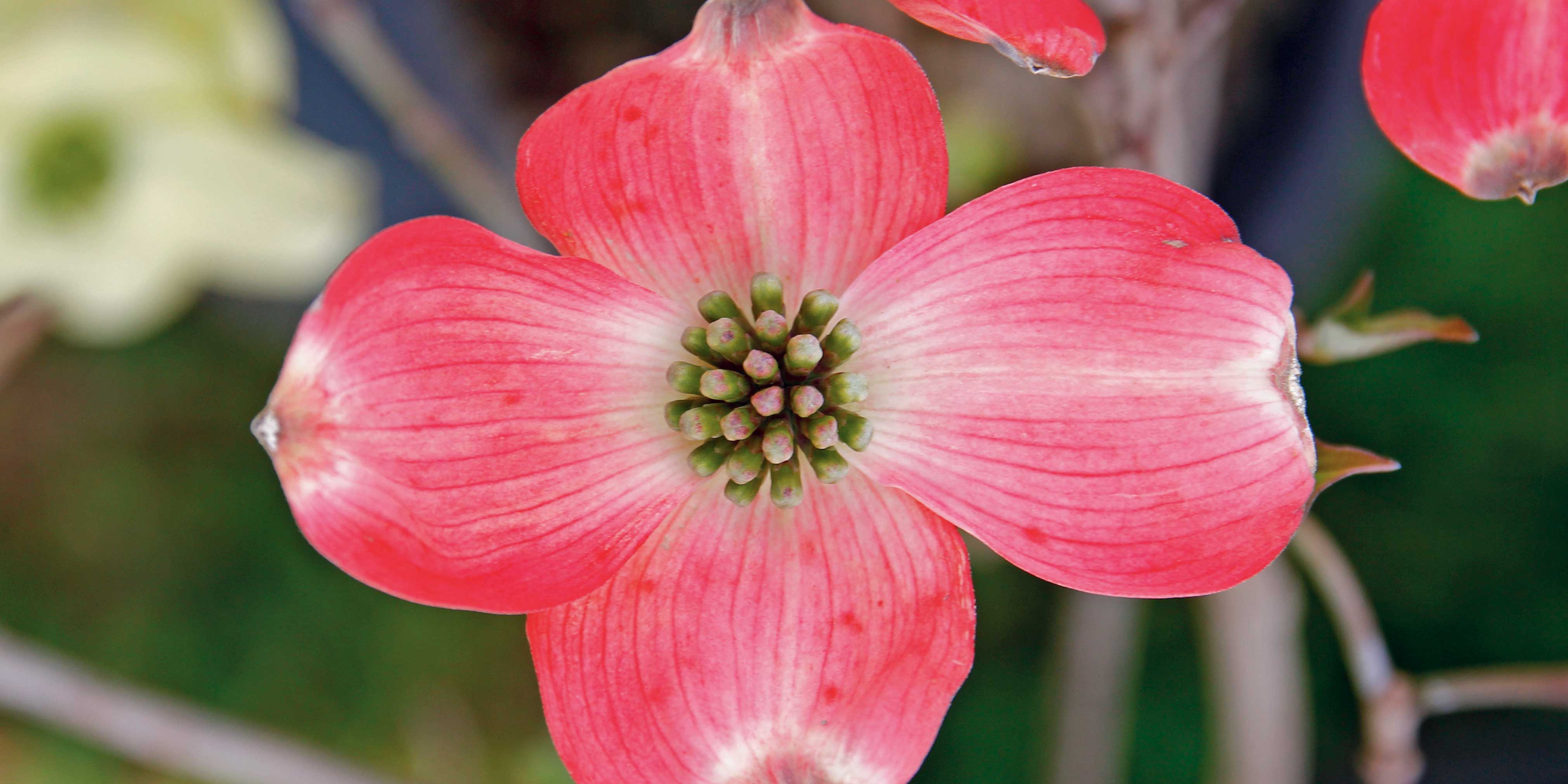 cornus florida