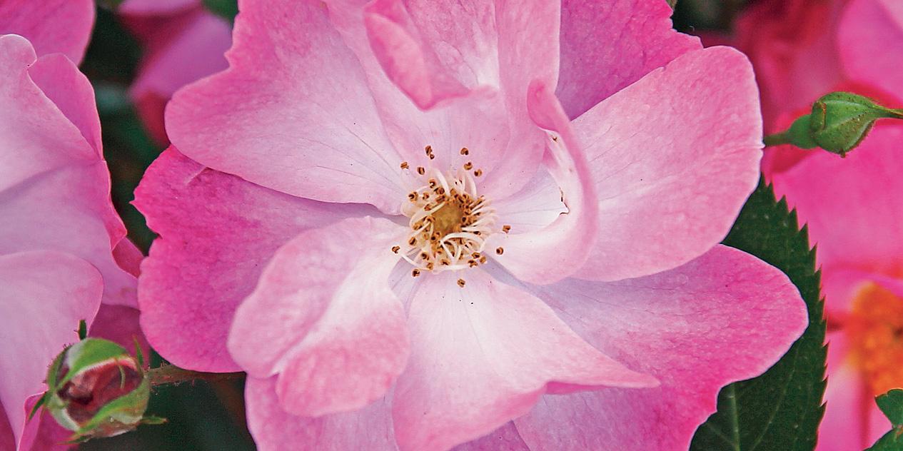 Rosa ‘Lavender Dream’, a fiore rosa - Cose di Casa