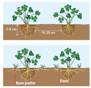 acetosella a dimora acetosella a dimora