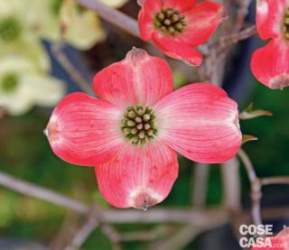 cornus florida rubra