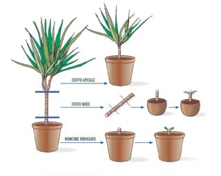 dracena-rinvaso-divisione dracena-rinvaso-divisione