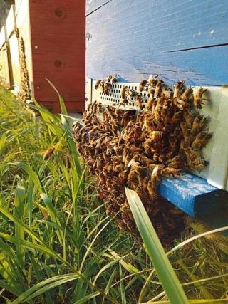 sostenibilità api arnia