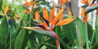 strelitzia