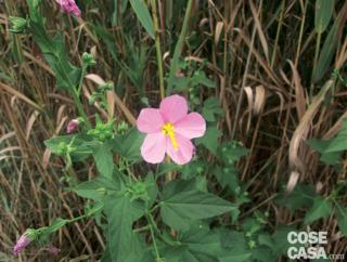 Kosteletzkia pentacarpos