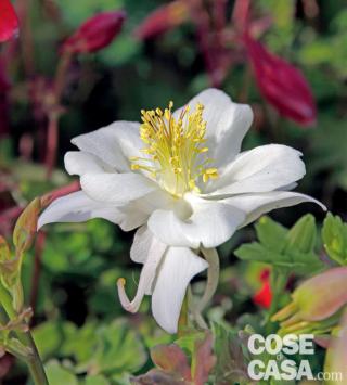 Il caratteristico sperone e le variopinte fioriture sono le caratteristiche principali della pianta di aquilegia.