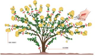 potare rosa banksiae potare rosa banksiae