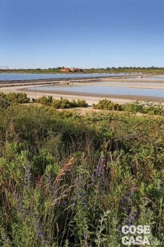 La salina di Comacchio. In primo piano i fiori viola dell’erba viperina, Echium vulgare.