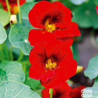 tropaleum-imperatrice tropaleum-imperatrice