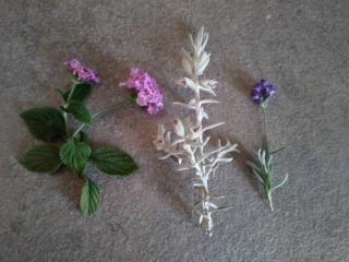 Raccogliete foglie, erbe e fiori scegliendole in base alle loro sagome. Raccogliete foglie, erbe e fiori scegliendole in base alle loro sagome.