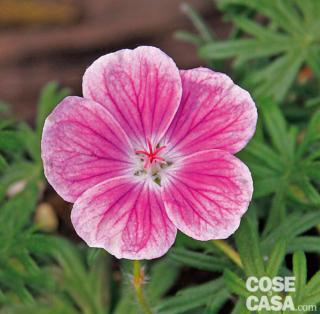 geranium geranium
