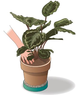 rinvasare calathea rinvasare calathea