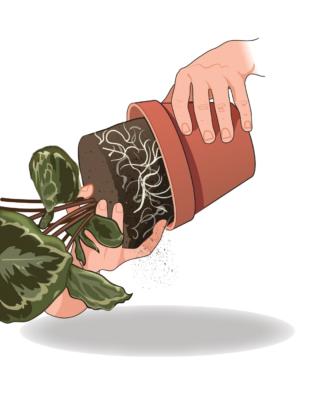 svasare calathea svasare calathea