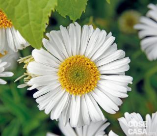 Le piante di aster andrebbero dotate di tutore, in modo da non esporle ai pericoli delle raffiche di vento. Le piante di aster andrebbero dotate di tutore, in modo da non esporle ai pericoli delle raffiche di vento.