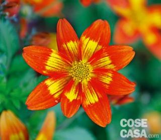 Bidens-Hot-Spicey Bidens-Hot-Spicey