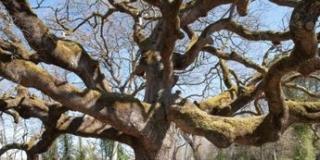 “Patriarchi della Natura – Alberi straordinari d’Italia” “Patriarchi della Natura – Alberi straordinari d’Italia”