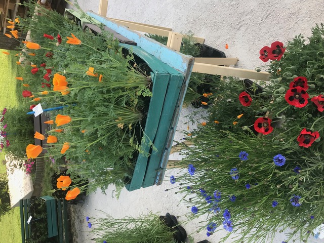 Invasioni Botaniche a Cremona