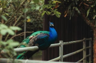 Pavone-in-giardino Pavone-in-giardino