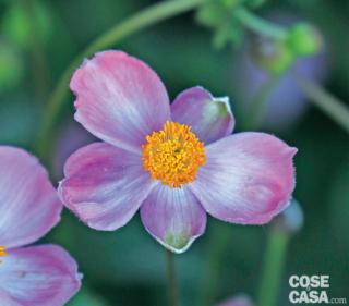 anemone-cinderella anemone-cinderella