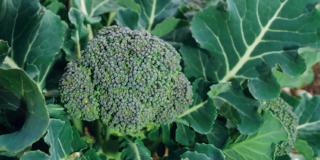 Mettere a dimora il broccolo in seconda coltivazione