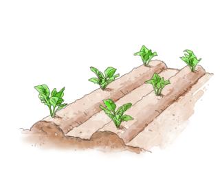 broccolo distanza semina broccolo distanza semina