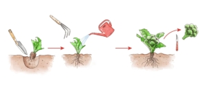 broccolo raccolta broccolo raccolta