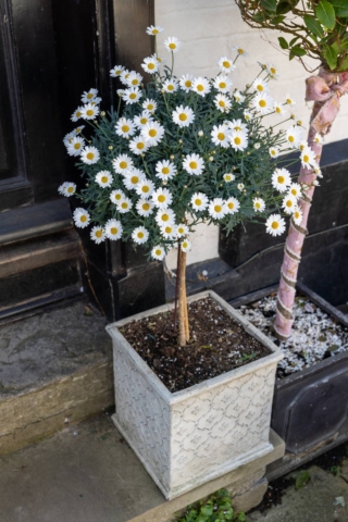 Coltivare le margherite ad alberello