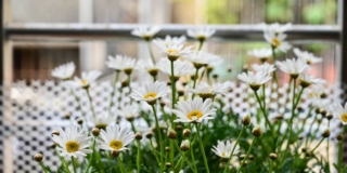 Coltivazione delle margherite
