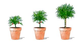 margherite-ad-alberello margherite-ad-alberello